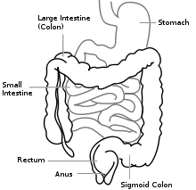 Picture of small and large intestine (colon)