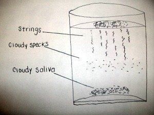 candida saliva test pictures